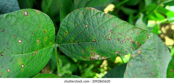 212 Pseudomonas syringae Images, Stock Photos & Vectors | Shutterstock