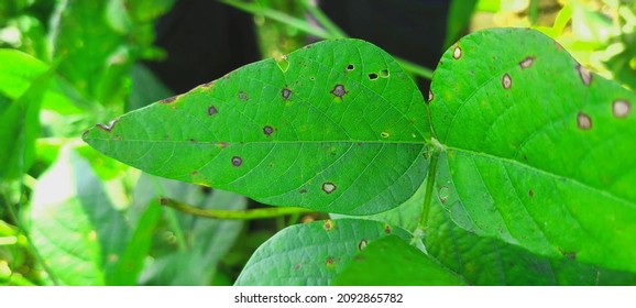 212 Pseudomonas syringae Images, Stock Photos & Vectors | Shutterstock