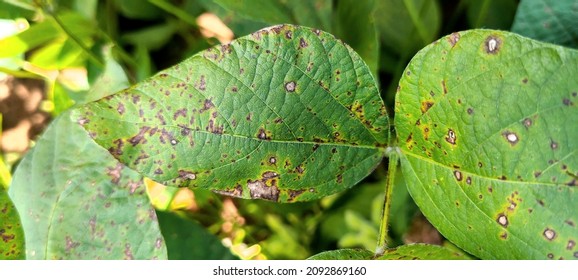 837 Bacterial Blight Images, Stock Photos & Vectors 