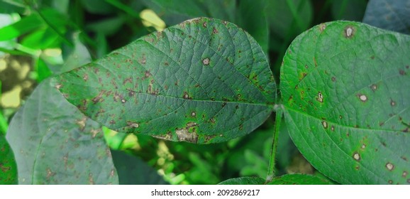 231 Foliar diseases Images, Stock Photos & Vectors | Shutterstock