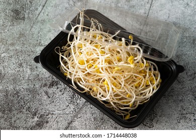 Bean Sprout In Black Plastic Container 