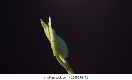 Bean Sprout Germinating. Isolated On Black Background. Spring Time Lapse. Growing Plant.