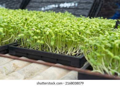 Bean sprout seeding in farm. Organic Food. vegetable