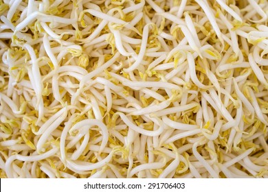 Bean Sprouts