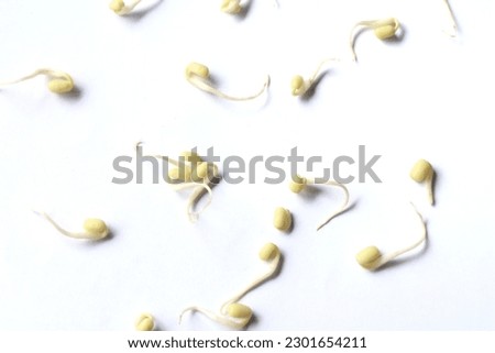 Bean Sprouts on White Background.healthy food.