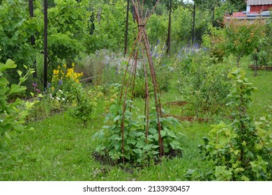 Bean Teepee In A Green Permaculture Garden