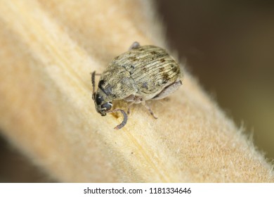 69 Bruchidae Images, Stock Photos & Vectors | Shutterstock