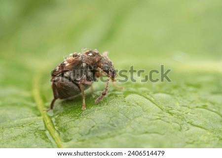 bean weevil in the wild state 