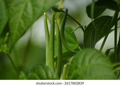 Beans flowers is garden.fresh still to pick beans hanging on a bean plant.Organic Garden Fresh Italian Green Beans.Young bean plant with flowers in the garden. Green beans grow in the vegetable garden