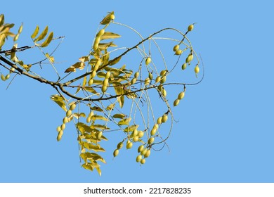 Beans Of The Japanese Pagoda Tree (Styphnolobium Japonicum) In Autumn