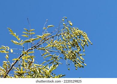 Beans Of The Japanese Pagoda Tree (Styphnolobium Japonicum) In Autumn