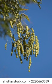 Beans Of The Japanese Pagoda Tree (Styphnolobium Japonicum) In Autumn