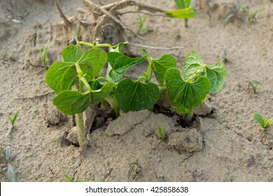 beans out of the ground