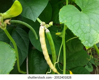 Beans, Peas, And Lentils Belong To A Group Of Vegetables Called Pulses.This Group Includes All Beans, Peas, And Lentils Cooked From Dry, Canned, Or Frozen, Such As Kidney Beans, Pinto Beans, Black