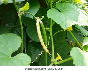 Beans, Peas, And Lentils Belong To A Group Of Vegetables Called Pulses.This Group Includes All Beans, Peas, And Lentils Cooked From Dry, Canned, Or Frozen, Such As Kidney Beans, Pinto Beans, Black