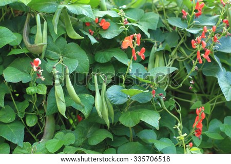 beans plants and flowers as very nice natural background