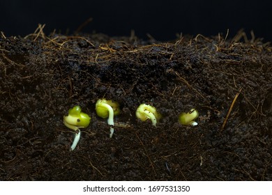 The Beans Are Sprouting The Roots Up To Moist Soil.