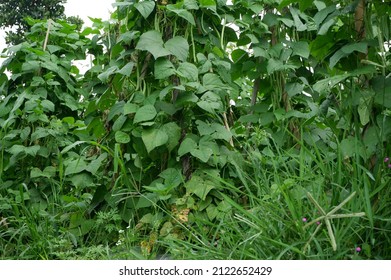 661 Growth beanstalk Images, Stock Photos & Vectors | Shutterstock