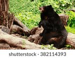 bear