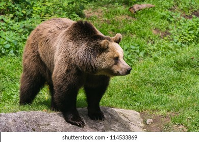 Bear
