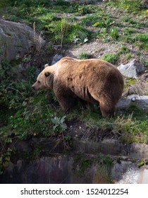 bear