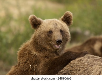 Smiling Bear Images, Stock Photos & Vectors | Shutterstock