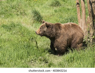 Bear