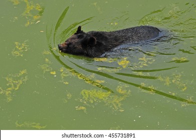 The bear