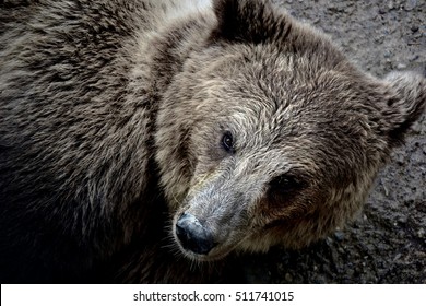 bear