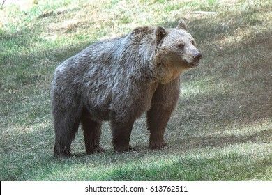 bear