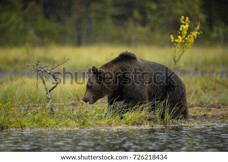 Similar – Brown Bear Adventure