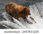 Bear about to catch salmon in mouth