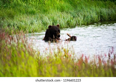 Bear Alaska Wildlife Conservation