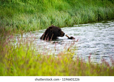 Bear Alaska Wildlife Conservation