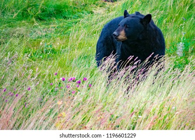 Bear Alaska Wildlife Conservation