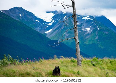 Bear Alaska Wildlife Conservation