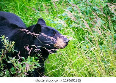 Bear Alaska Wildlife Conservation