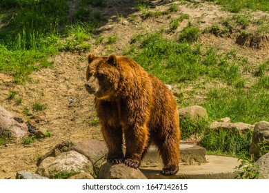 A bear in all its glory