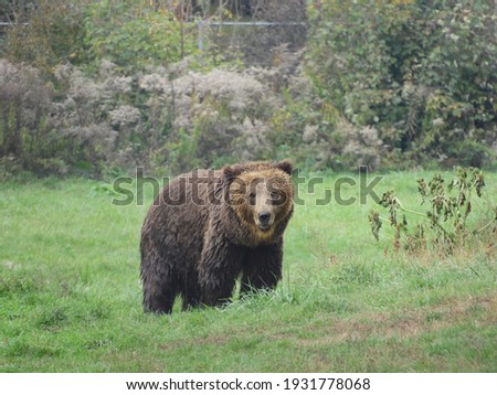 Bear and another animal in the forest 