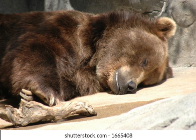 Bear Asleep