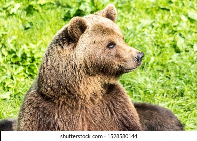 Bear with brown fur watching in park with vegetation