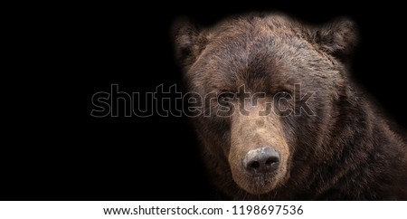 Bear brown on black background. Animal from class ursine. Big brown bear in forest. Beast of prey  in nature.