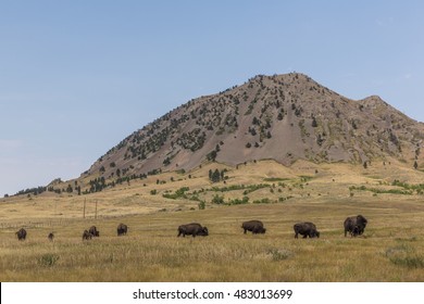 Bear Butte With Buffalo