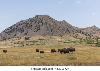 Bear Butte With Buffalo