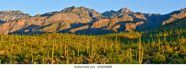 bear canyon mountain and cacti in tucson arizona