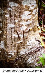 Bear Claw Mark On A Tree