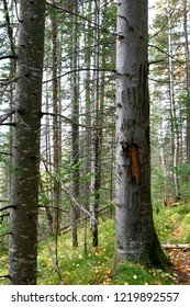 Bear Claw Mark On The Tree