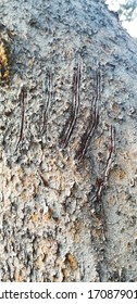 Bear Claw Marks On Pine Tree