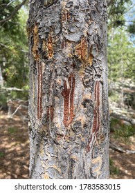 Bear Claw Marks On Tree 