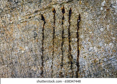 Bear Claw Marks On Tree In Wild